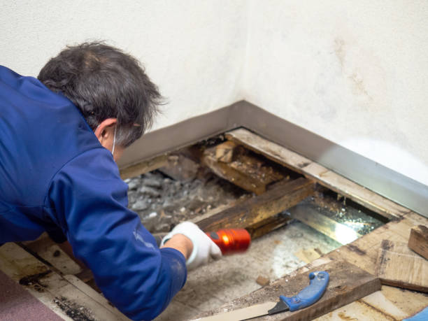 Best Post-Remediation Services in Woodhaven, MI