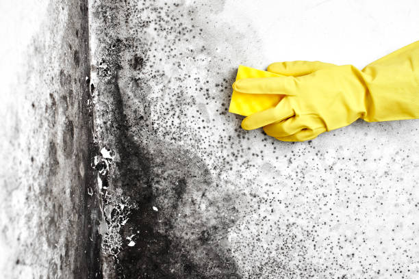 Best Emergency Mold Remediation in Woodhaven, MI