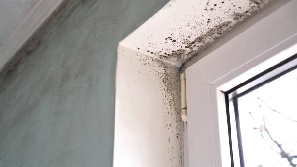 Best DIY Mold Remediation Support Services in Woodhaven, MI