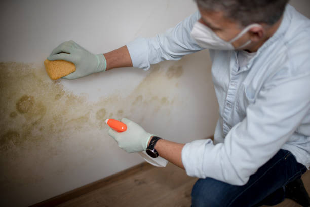 Best Crawl Space Mold Remediation in Woodhaven, MI