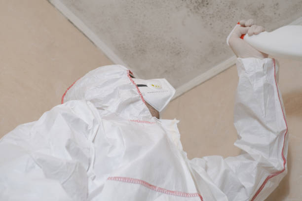 Best Bathroom Mold Remediation in Woodhaven, MI