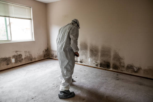 Best Preventive Mold Services in Woodhaven, MI