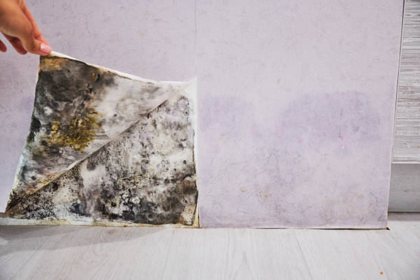 Best Insurance-Related Mold Remediation in Woodhaven, MI